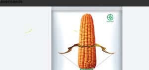 Maize Corn